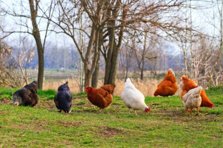 Is Free-Ranging the Best Option for Your Flock? Image